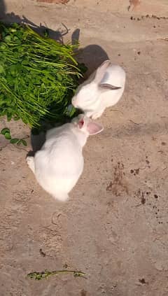 New Zealand Rabbit Pair