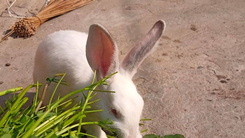 New Zealand Rabbit Pair 1