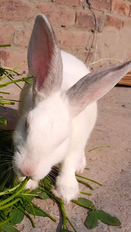 New Zealand Rabbit Pair 2