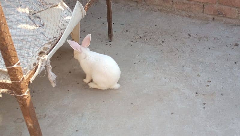 New Zealand Rabbit Pair 3