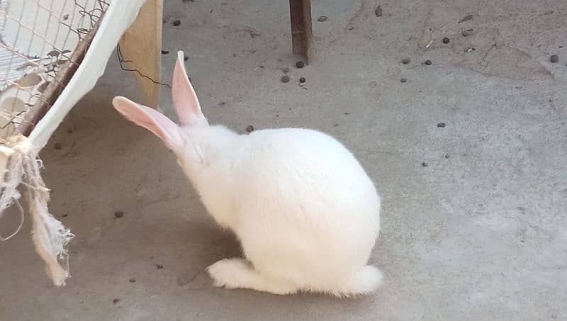 New Zealand Rabbit Pair 4