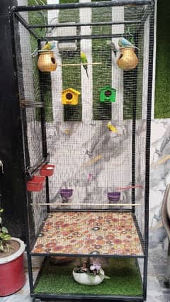 astrelian parrots wd cage