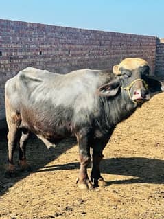 male buffalo bull