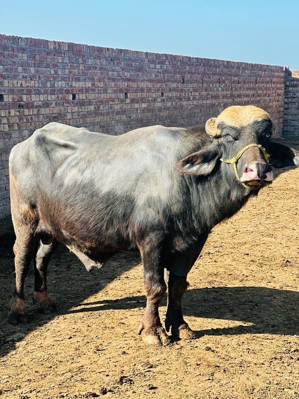 male buffalo bull 0