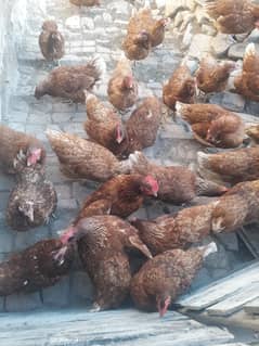 Lohman brown hen for sale