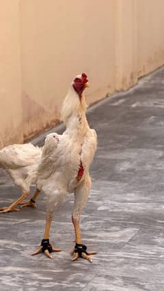 15 days white oh shamo chicks  available