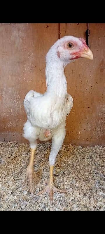 Top quality white shamo Male phatha 0/3/0/0/9/4/0/2/9/4/0 3