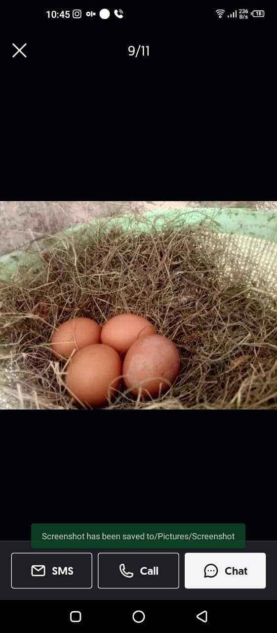 lohman brown |lohman brown hen | lohman murghi | eggs laying hens |eg 3