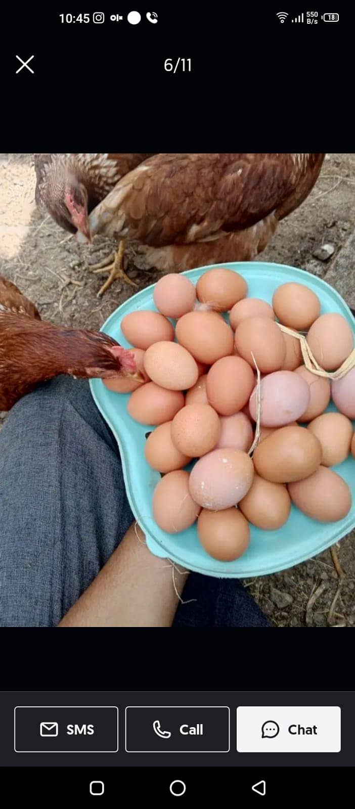 lohman brown |lohman brown hen | lohman murghi | eggs laying hens |eg 4