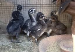 Thai Dragon black skin chicks