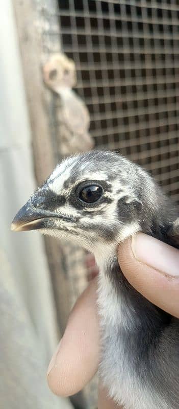 Thai Dragon black skin chicks 4