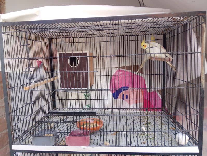 big bird 3 portion cage raw ring neck parrot cage new 1