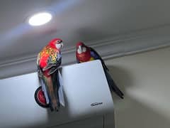 rozaila parrot pair -unique colors-beautiful