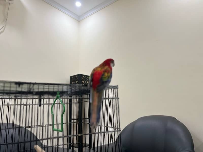 rozaila parrot pair -unique colors-beautiful 1