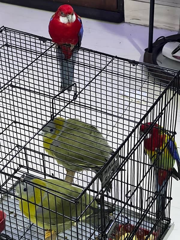 rozaila parrot pair -unique colors-beautiful 2