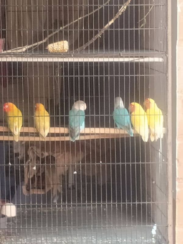 big bird 3 portion cage raw ring neck parrot cage new 7