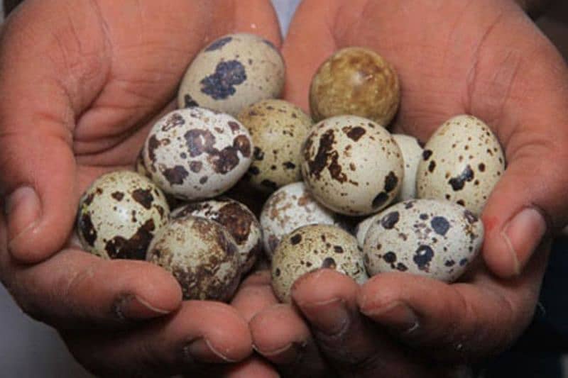 Quail fertile eggs 0