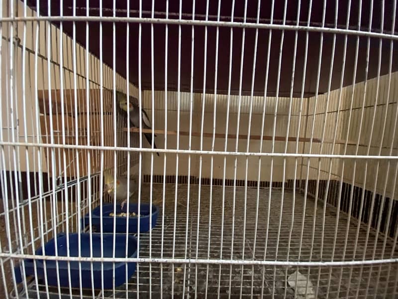 cockatiel mix with cage with box 0