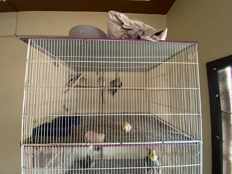 cockatiel mix with cage with box 2