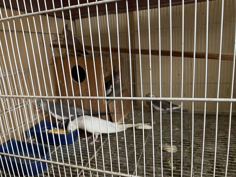 cockatiel mix with cage with box 3