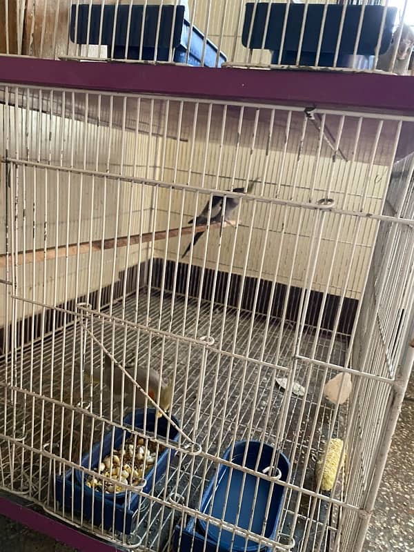 cockatiel mix with cage with box 4