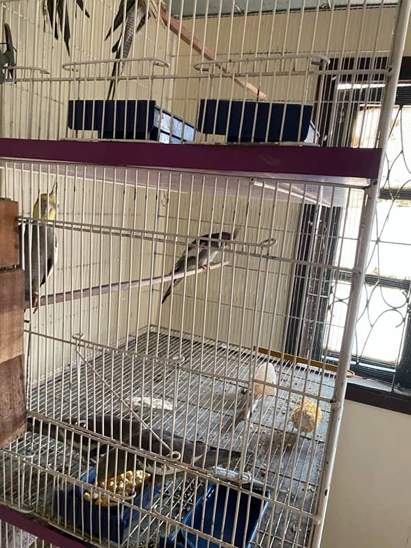 cockatiel mix with cage with box 6