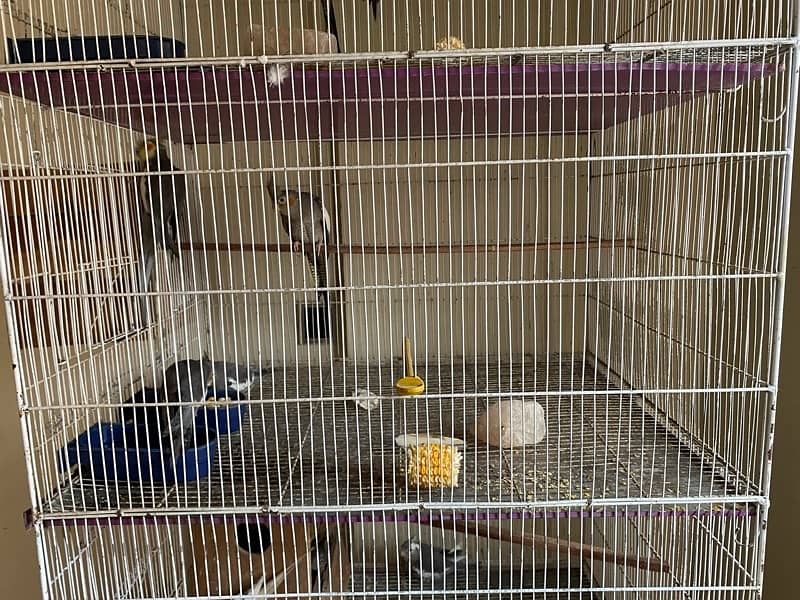 cockatiel mix with cage with box 8