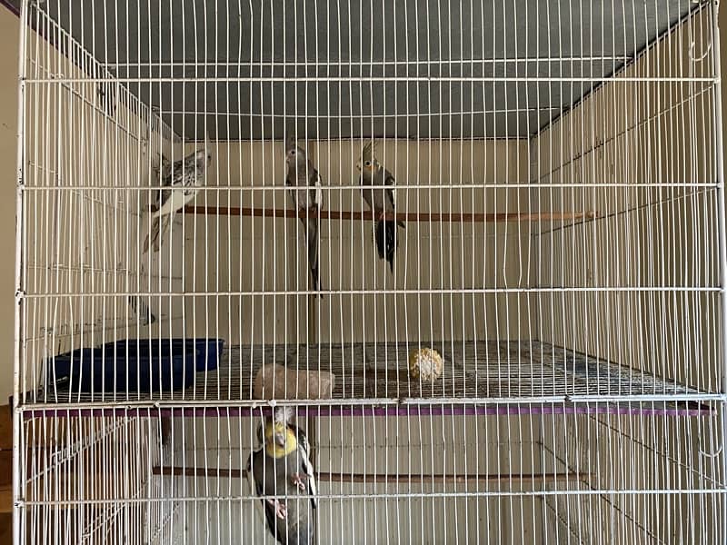 cockatiel mix with cage with box 9