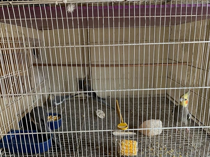 cockatiel mix with cage with box 11