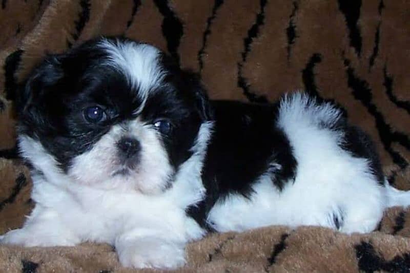 Shihtzu pedigree Male pup 0