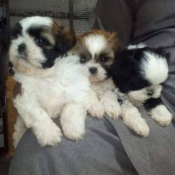 Shihtzu pedigree Male pup 1