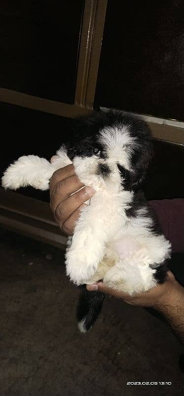 Shihtzu pedigree Male pup 2