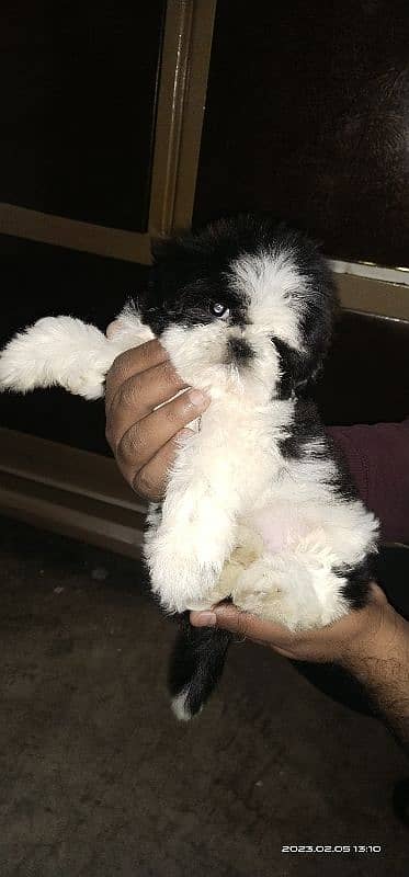 Shihtzu pedigree Male pup 5