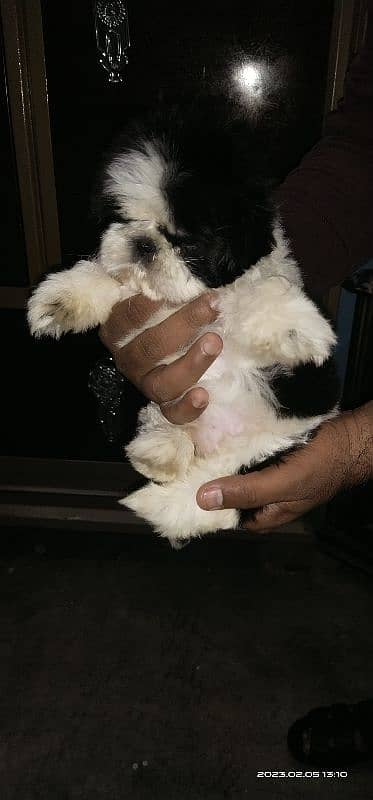 Shihtzu pedigree Male pup 6