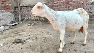 3 month confirm pregnant goat