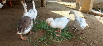 long neck duck prices 18000