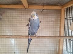 one male of double flower hogo romo and a pair of goldian finches