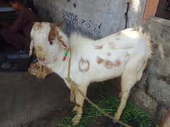 Bakra sell Karna he