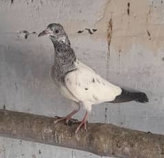 pigeon baby pigeon argent sale ? no barging