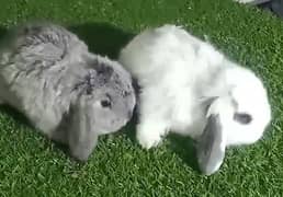 Holland lop bunny  / Holland Lop Rabbit / Rabbits