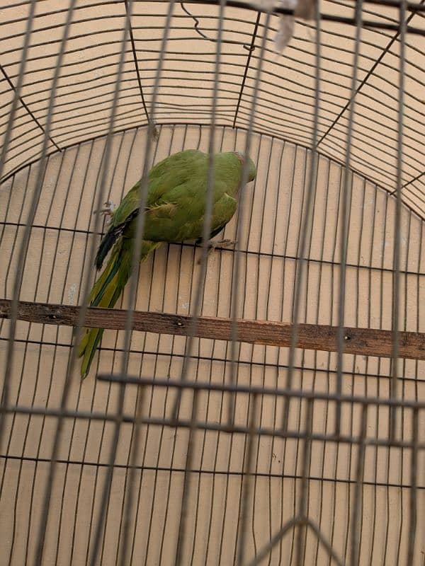 Ringneck breeder male for sale 1