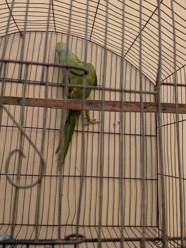 Ringneck breeder male for sale 3