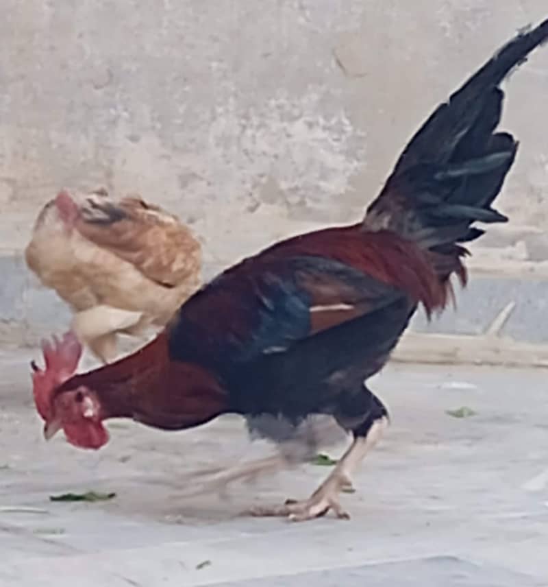 Hens Murga 2