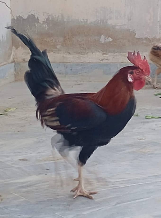 Hens Murga 3