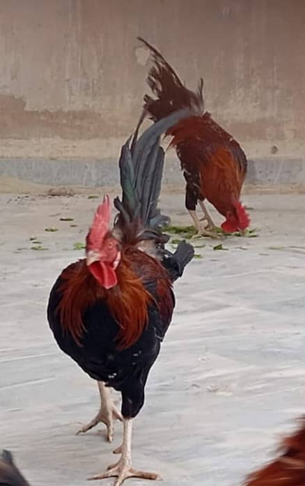 Hens Murga 5