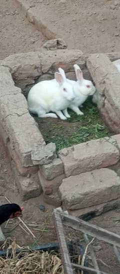 pair red eyes rabbit jora for sale ready for breeding