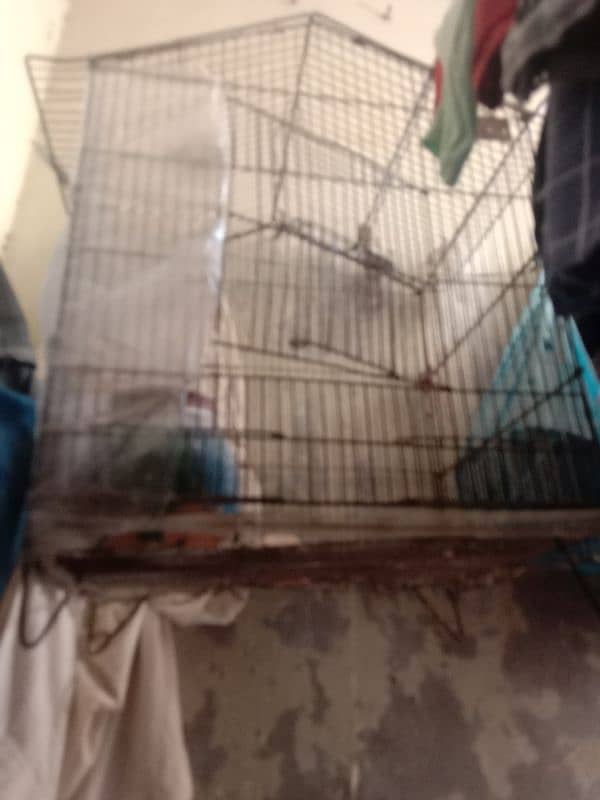 birds cage 0