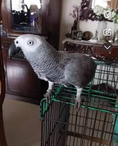 grey parrot