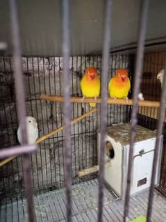 lutino personata red eyes pair. A parrot lays eggs.