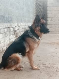 Female hai King shepherd Belgium